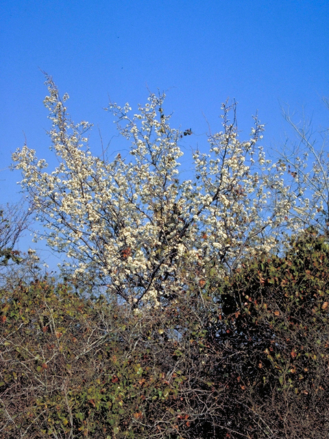 Prunus mexicana (Mexican plum) #17804