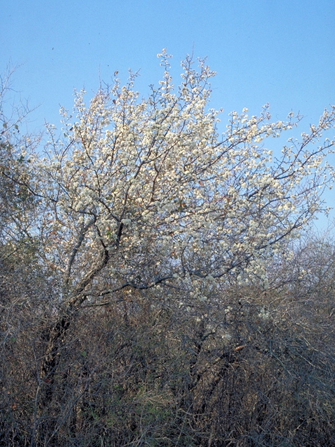 Prunus mexicana (Mexican plum) #17810