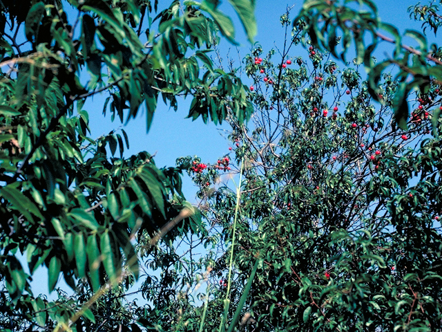 Prunus rivularis (River plum) #17836