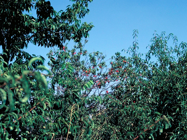Prunus rivularis (River plum) #17838