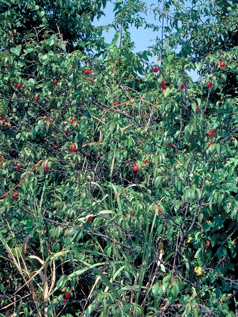 Prunus rivularis (River plum) #17839
