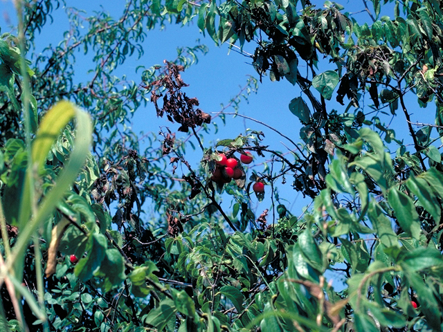 Prunus rivularis (River plum) #17840