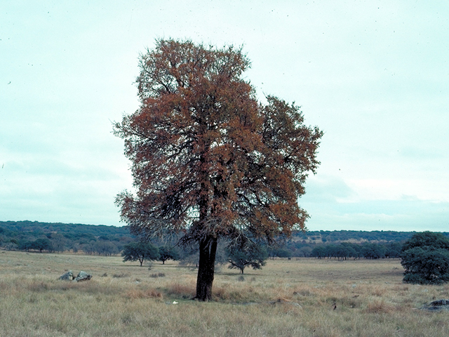 Ulmus crassifolia (Cedar elm) #17854