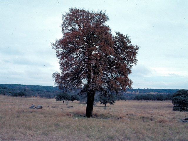Ulmus crassifolia (Cedar elm) #17855