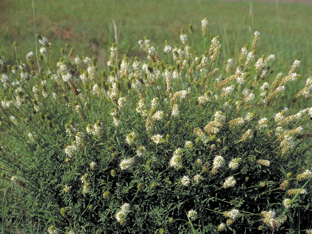 Dalea candida (White prairie clover) #17859
