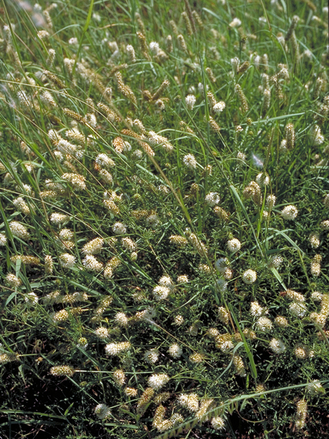 Dalea candida (White prairie clover) #17860