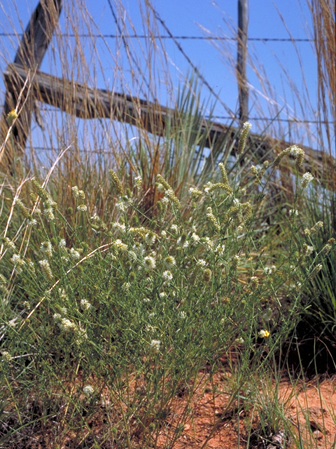 Dalea candida (White prairie clover) #17861