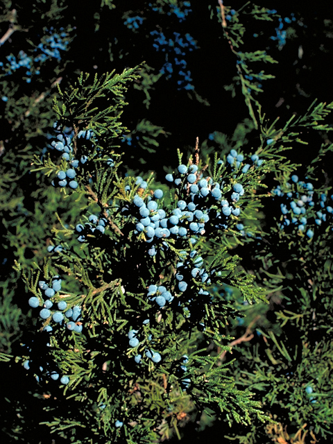 Juniperus virginiana (Eastern red cedar) #17880