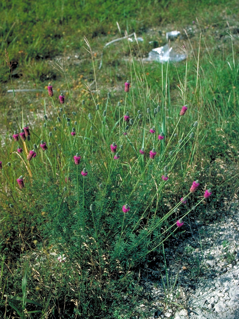 Dalea purpurea var. purpurea (Purple prairie clover) #17884