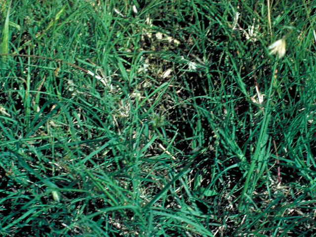 Bouteloua dactyloides (Buffalograss) #17885