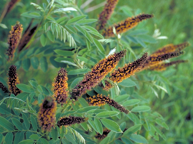 Amorpha fruticosa (Indigo bush) #17890