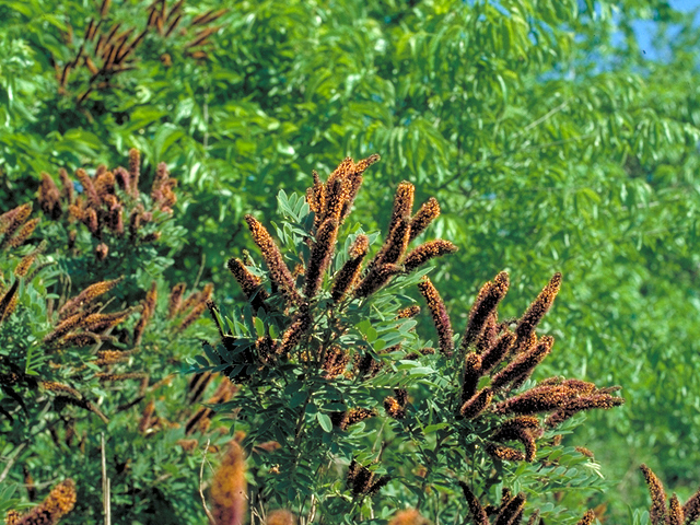 Amorpha fruticosa (Indigo bush) #17892