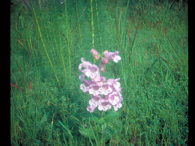 Penstemon cobaea (Prairie penstemon) #17893