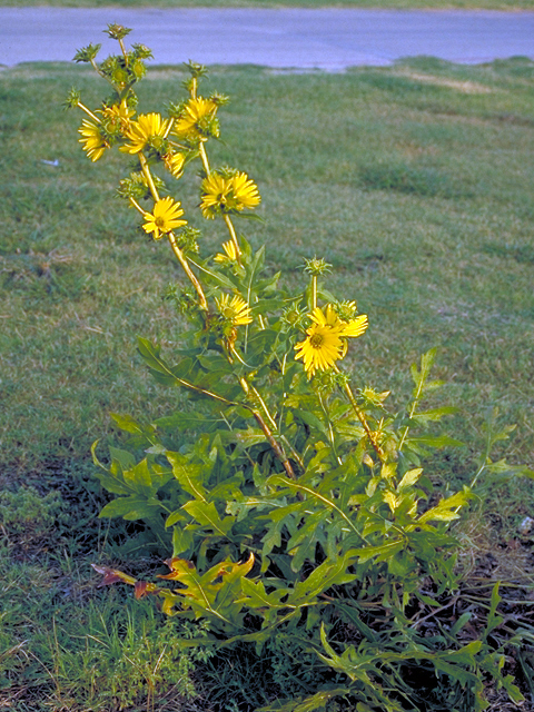 Silphium laciniatum (Compassplant) #17919