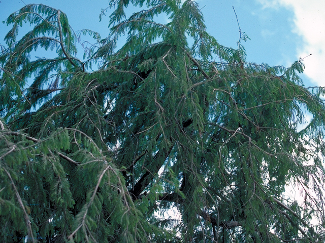 Taxodium mucronatum (Montezuma bald cypress) #17940