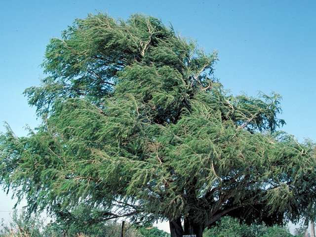 Taxodium mucronatum (Montezuma bald cypress) #17943