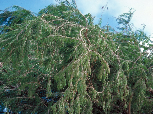 Taxodium mucronatum (Montezuma bald cypress) #17945