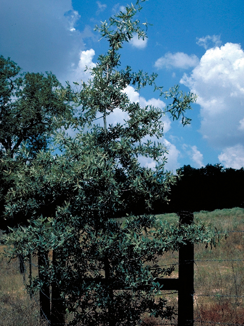 Quercus incana (Bluejack oak) #17961