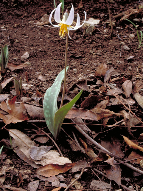 Erythronium albidum (White troutlily) #17966