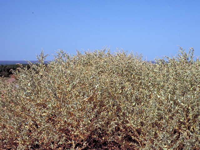 Atriplex confertifolia (Shadscale) #17984