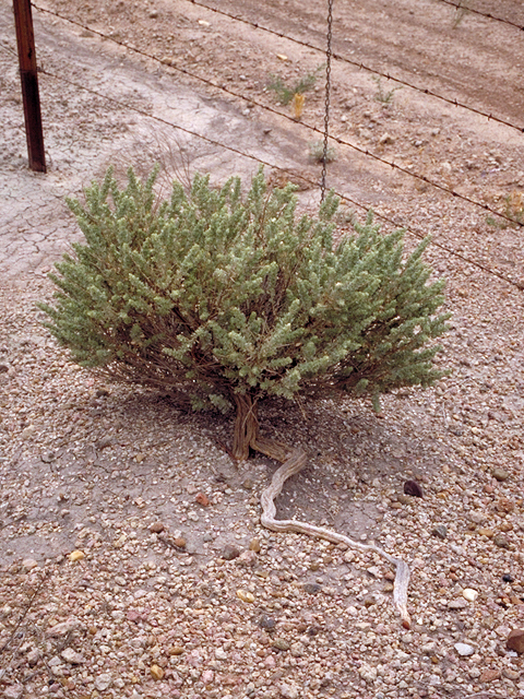 Atriplex confertifolia (Shadscale) #17986