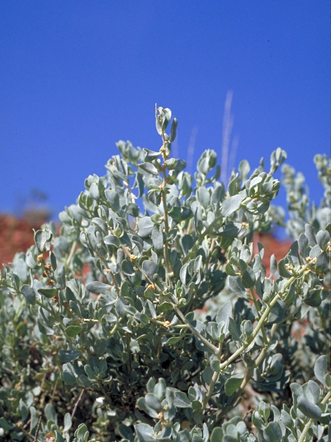 Atriplex confertifolia (Shadscale) #17987