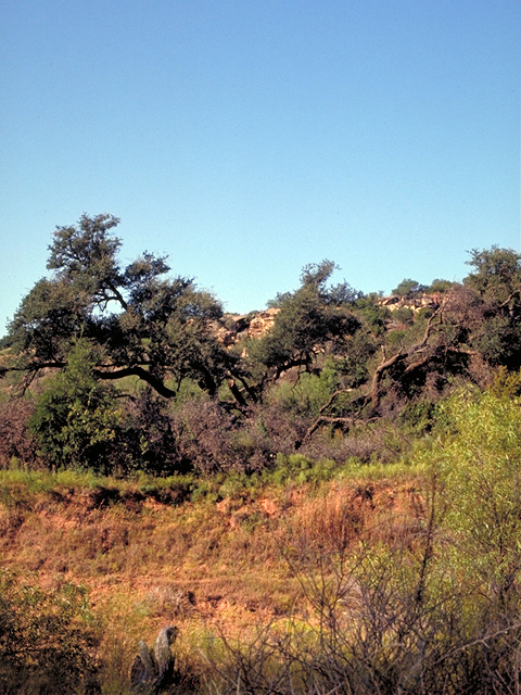 Quercus stellata (Post oak) #17999