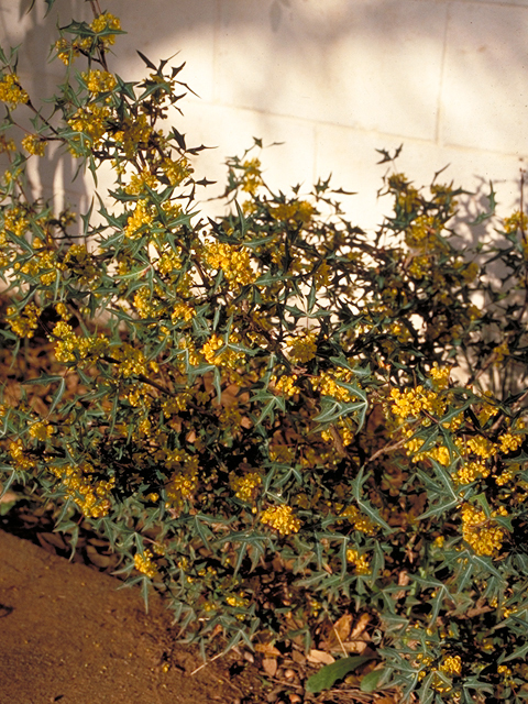 Mahonia trifoliolata (Agarita) #18005