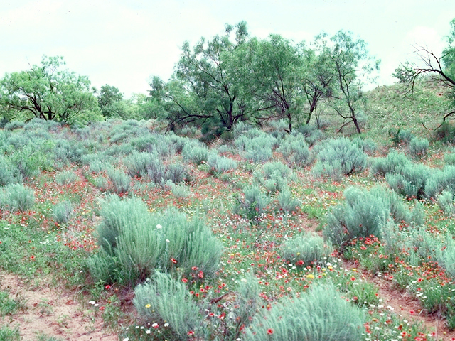 Artemisia filifolia (Sand sagebrush) #18006