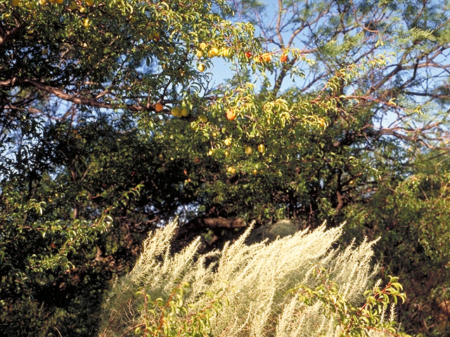Artemisia filifolia (Sand sagebrush) #18007