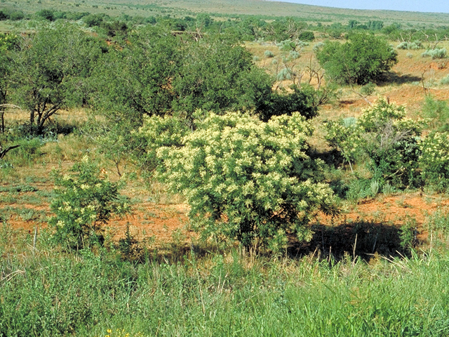 Sapindus saponaria var. drummondii (Western soapberry) #18012