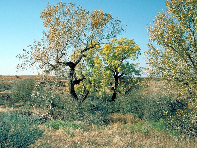 Populus deltoides (Eastern cottonwood) #18024