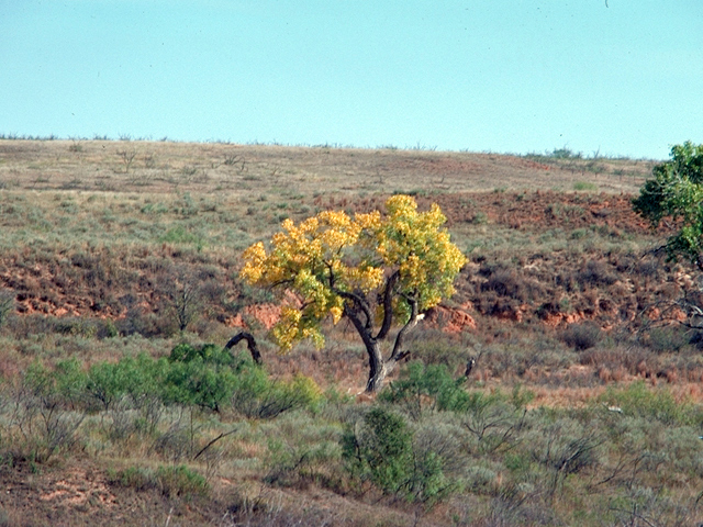 Populus deltoides (Eastern cottonwood) #18025