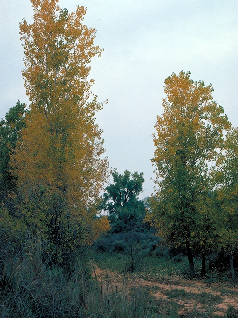 Populus deltoides (Eastern cottonwood) #18026
