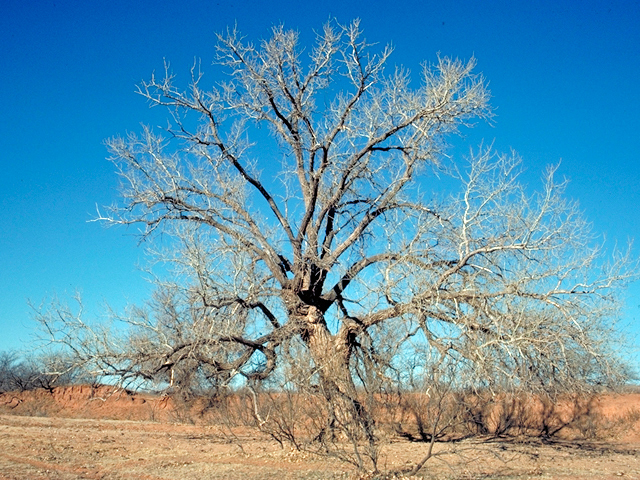Populus deltoides (Eastern cottonwood) #18028
