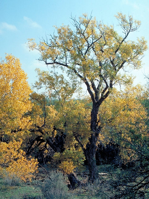 Populus deltoides (Eastern cottonwood) #18029