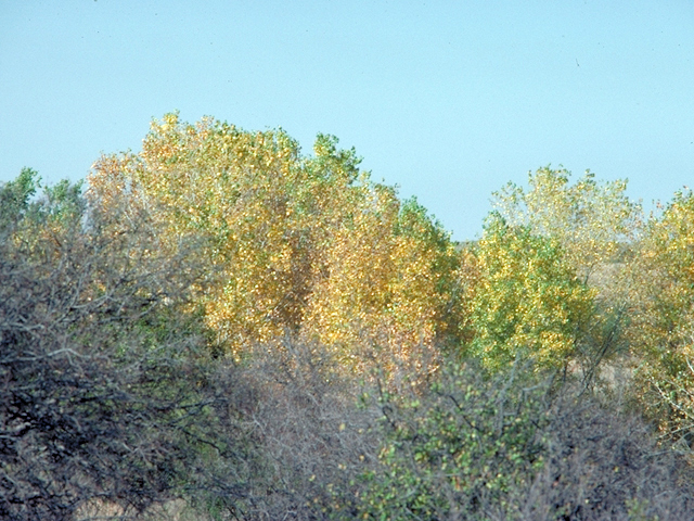 Populus deltoides (Eastern cottonwood) #18031