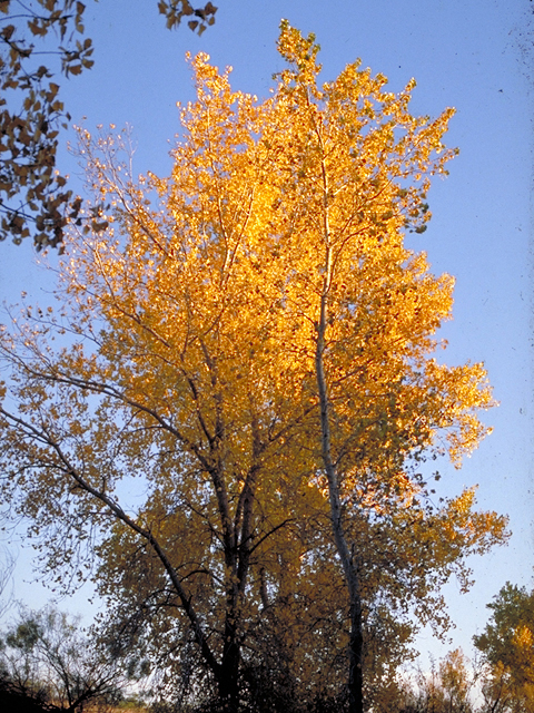 Populus deltoides (Eastern cottonwood) #18032