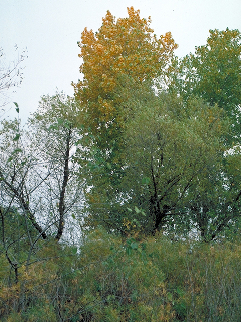 Populus deltoides (Eastern cottonwood) #18033