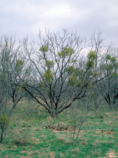 Prosopis glandulosa (Honey mesquite) #18035