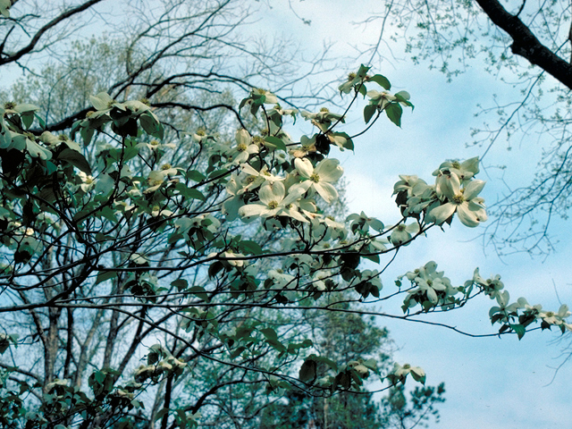 Cornus florida (Flowering dogwood) #17558
