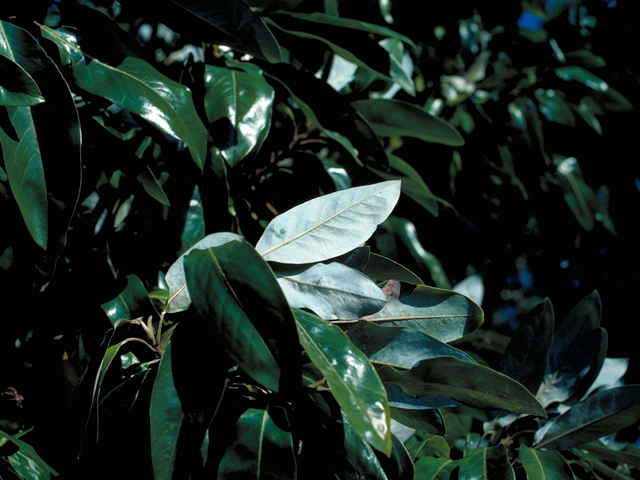 Magnolia virginiana (Sweetbay) #17562