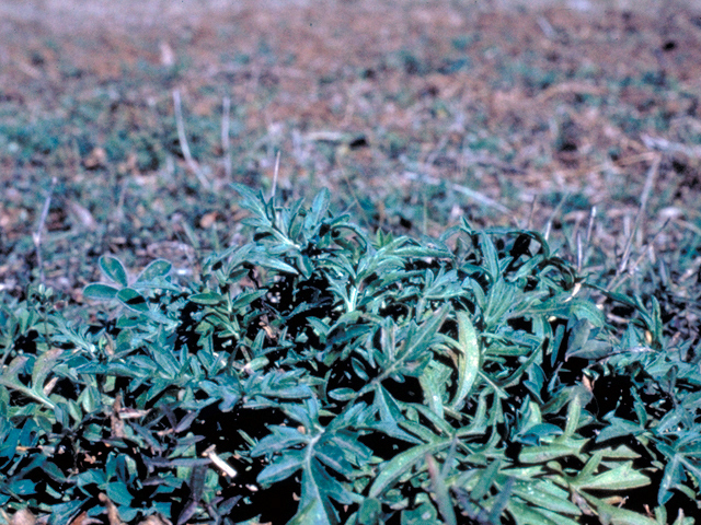 Engelmannia peristenia (Engelmann's daisy) #17589