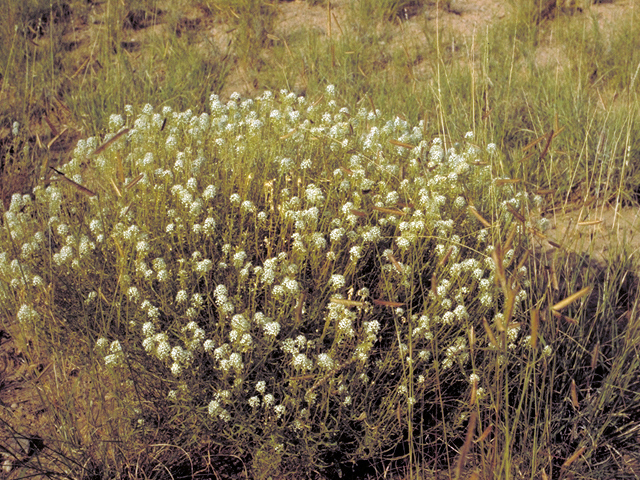Lepidium montanum (Mountain peppergrass) #17596