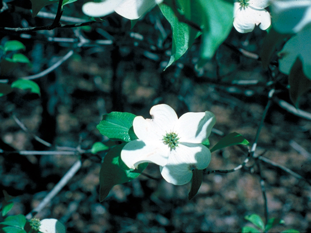 Cornus florida (Flowering dogwood) #17599