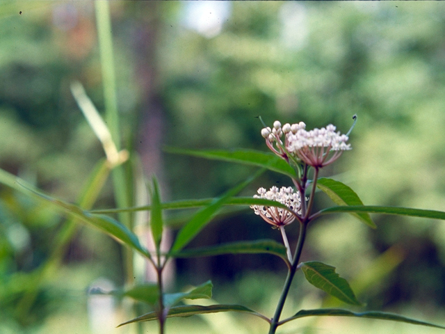 Asclepias perennis (White swamp milkweed) #17600