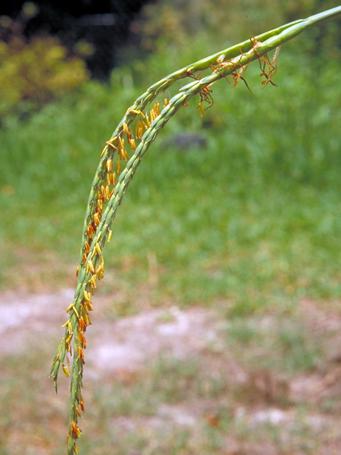 Tripsacum dactyloides (Eastern gamagrass) #17609