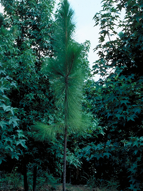 Pinus palustris (Longleaf pine) #17633