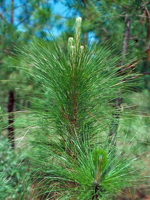 Pinus palustris (Longleaf pine) #17644