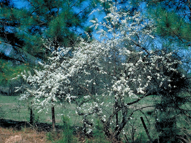 Prunus umbellata (Flatwoods plum) #17648